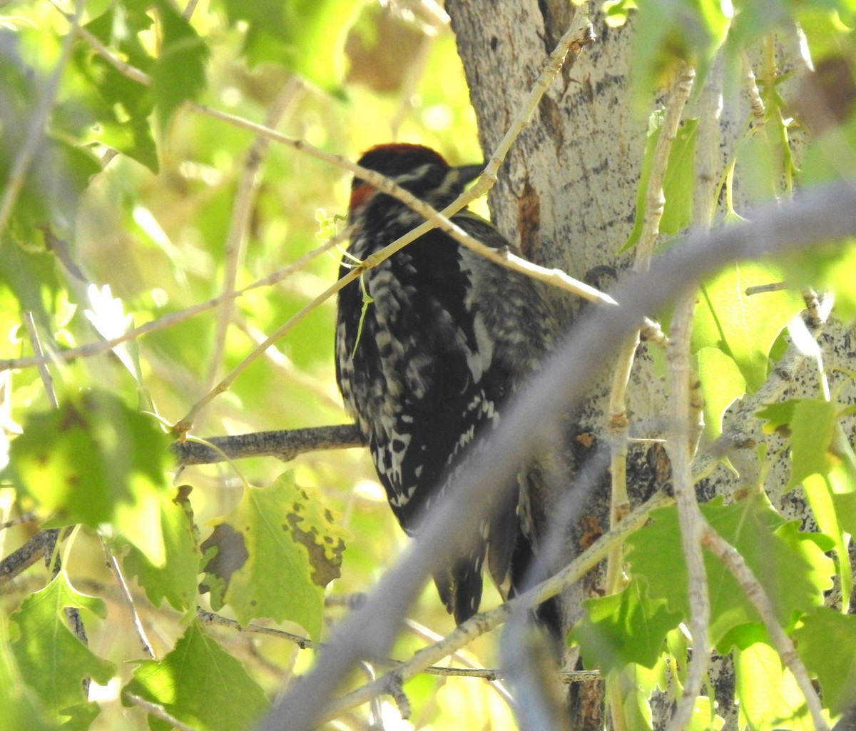 Red-naped Sapsucker - ML636386863