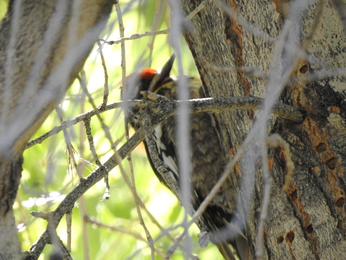 Red-naped Sapsucker - ML636386864