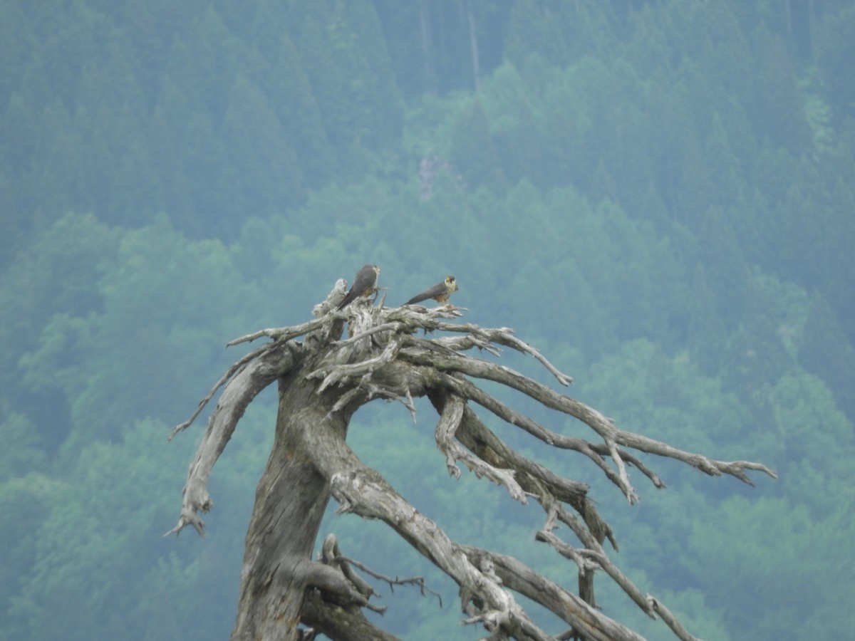 Шууман шонхор - ML636386883