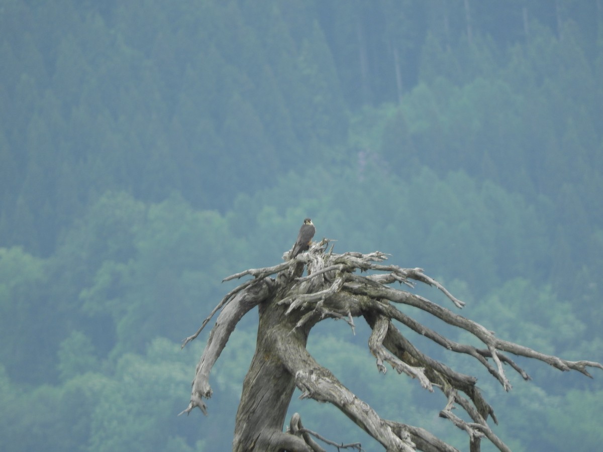 Шууман шонхор - ML636386884