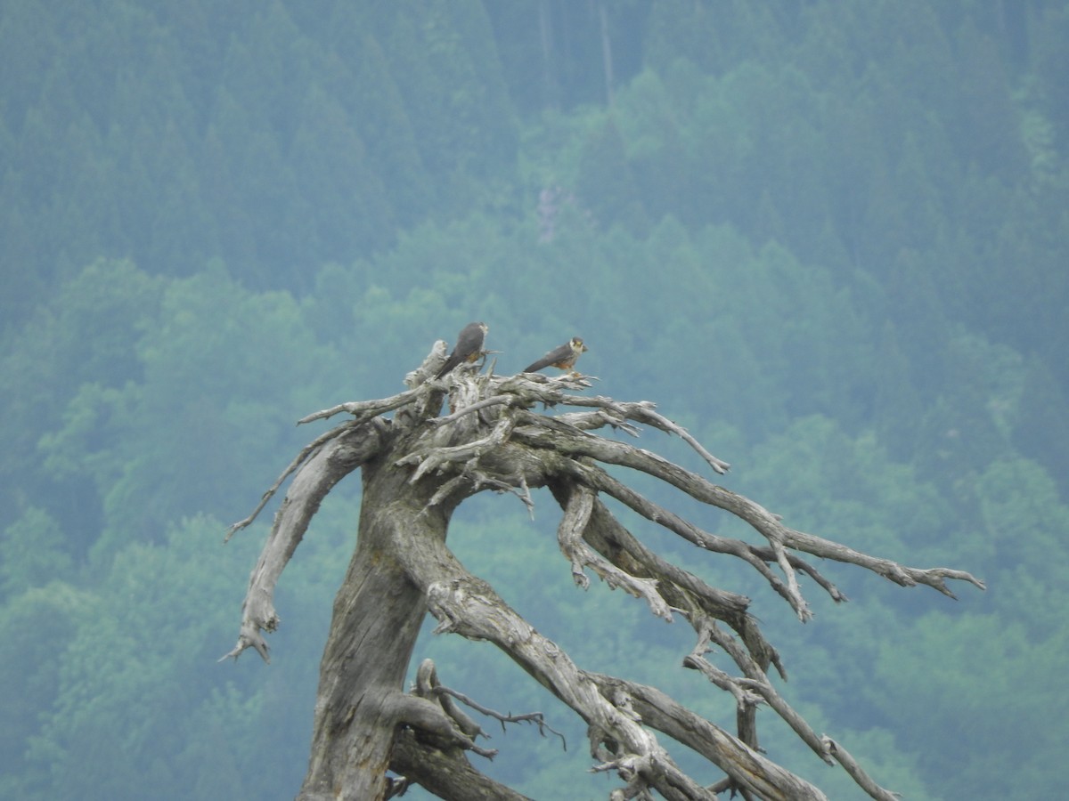 Шууман шонхор - ML636386885