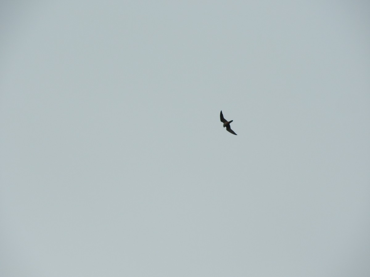 Шууман шонхор - ML636386886