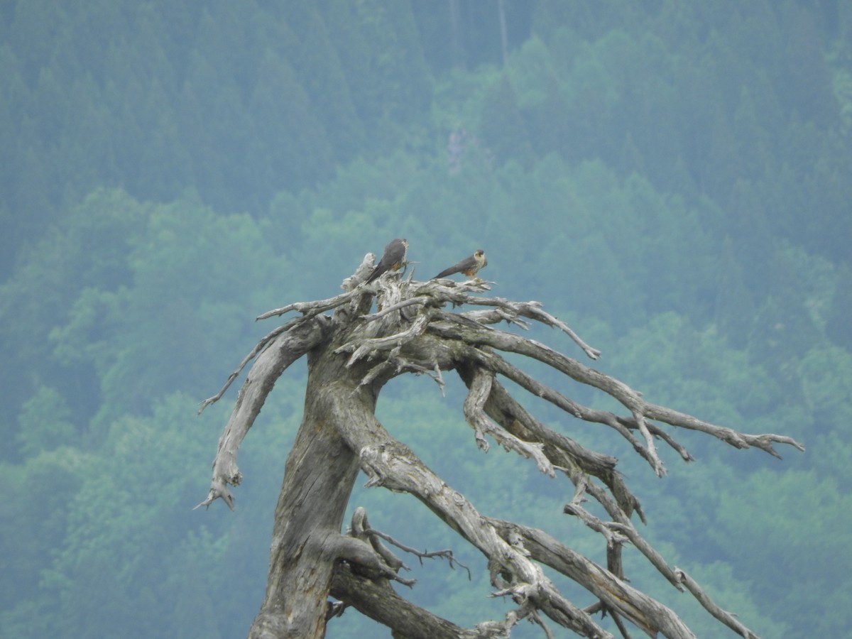 Шууман шонхор - ML636386888