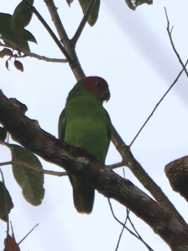 Red-cheeked Parrot - ML636386890