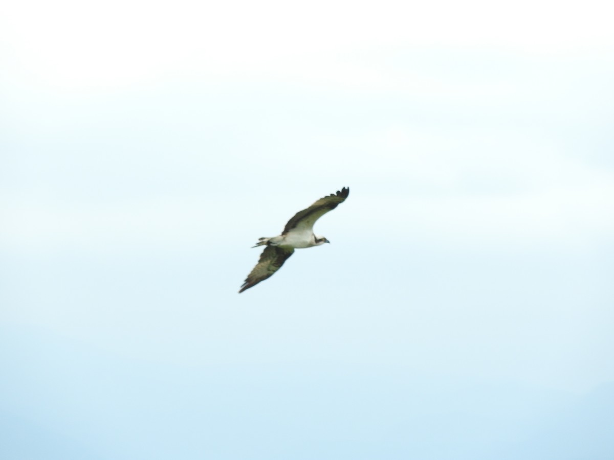 Загасч явлаг - ML636386895