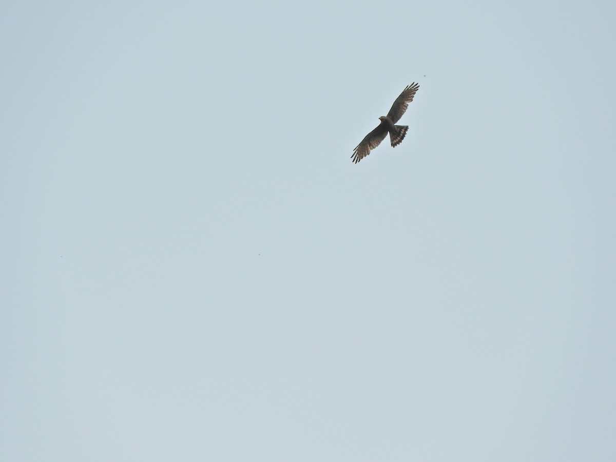 Согсоот гоорбис - ML636386899