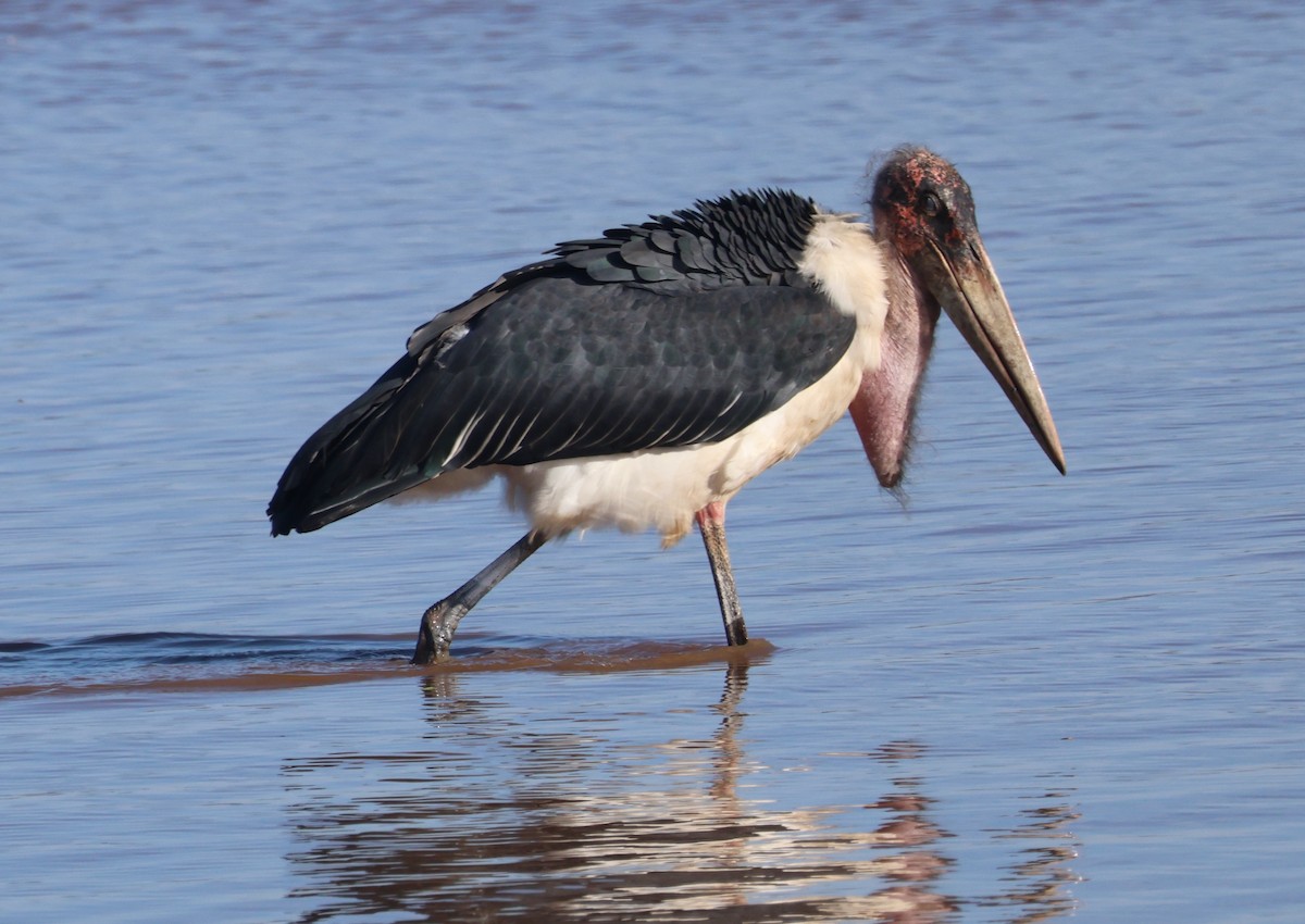 Marabou Stork - ML636386914