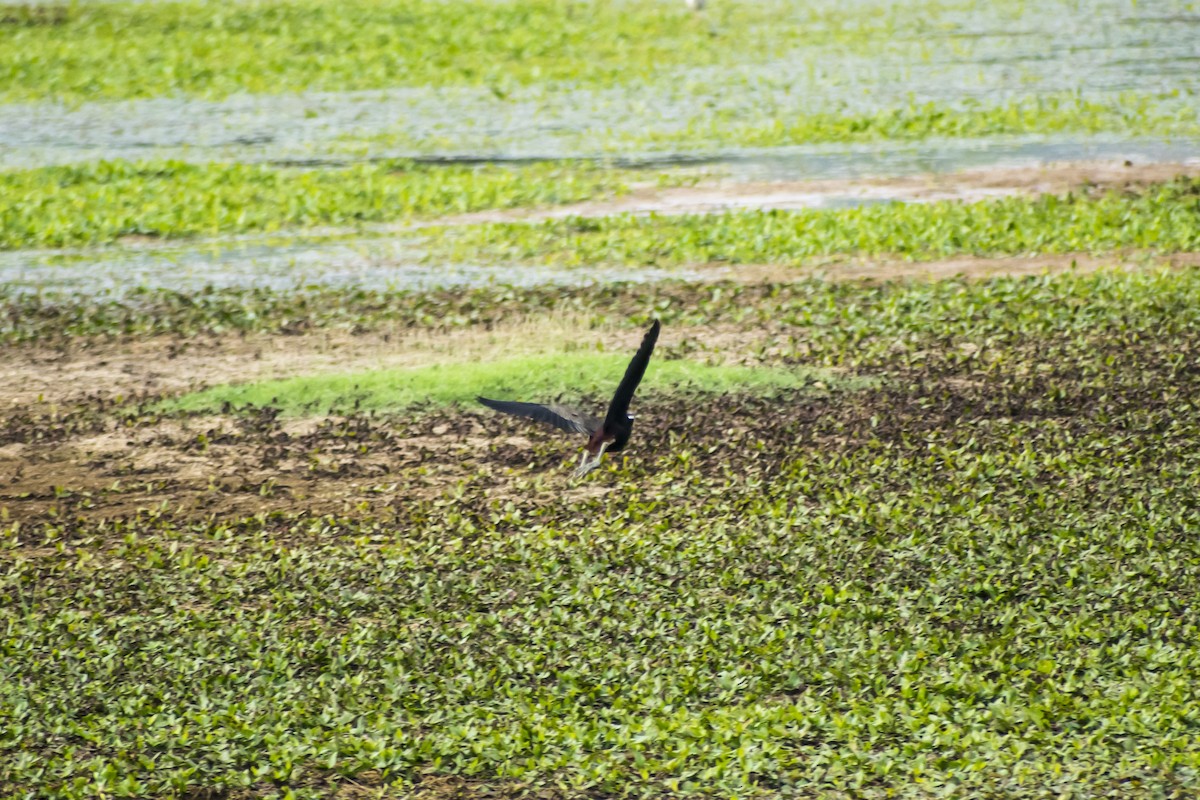 Bronze-winged Jacana - ML636386973