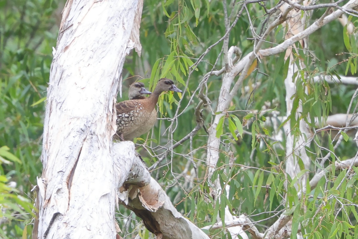 Spotted Whistling-Duck - ML636386993