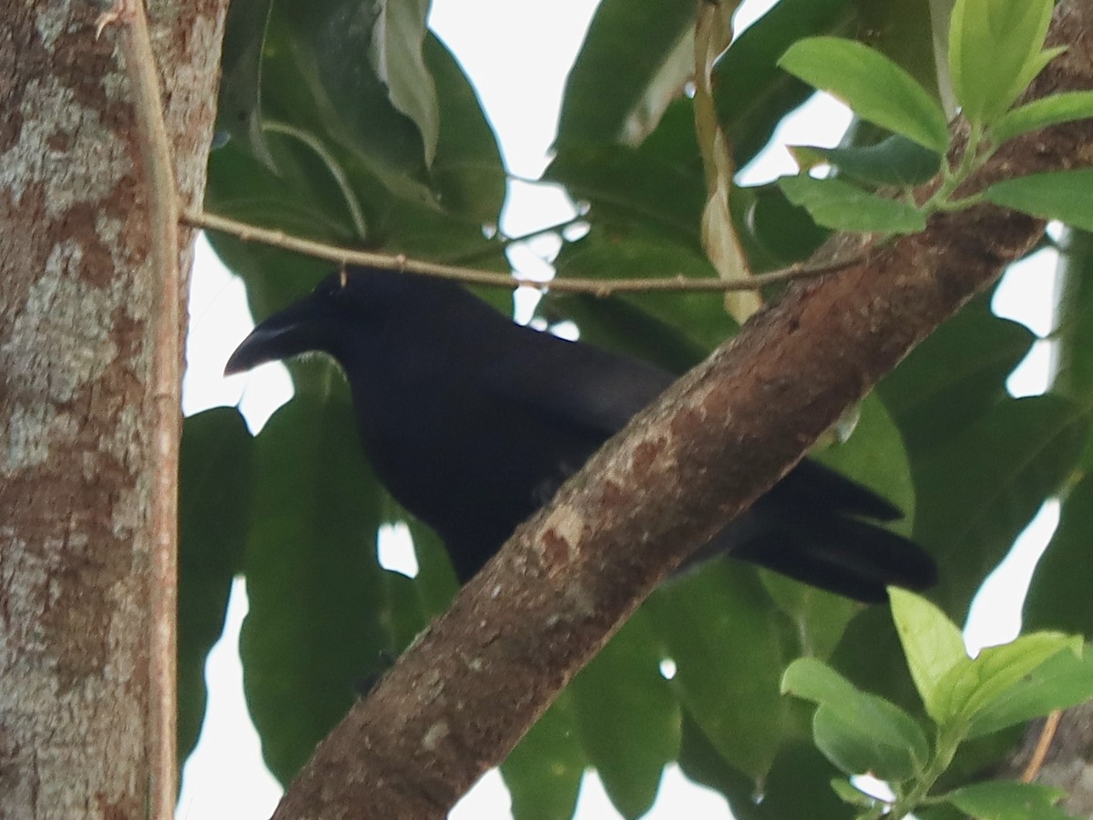 Flores Crow - ML636387011