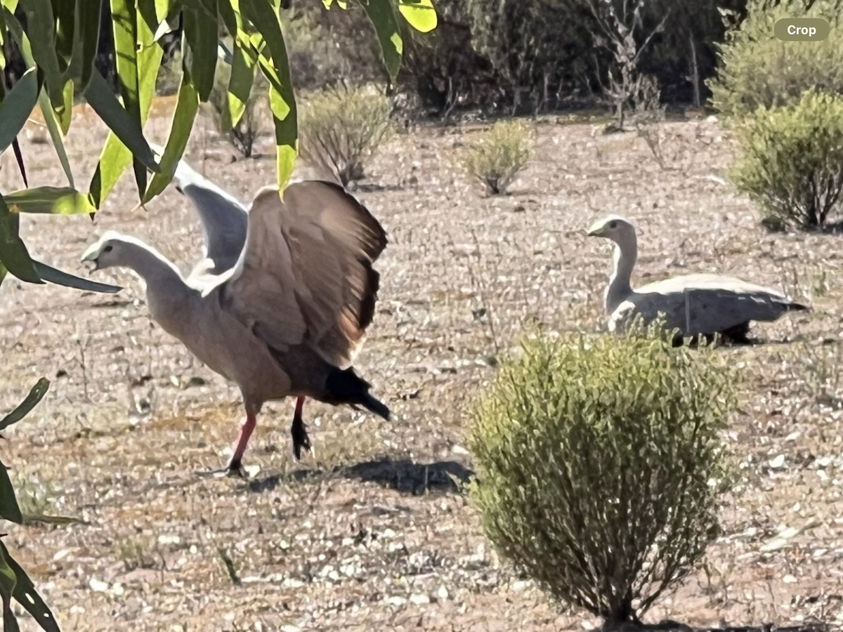 husa kuří - ML636387042