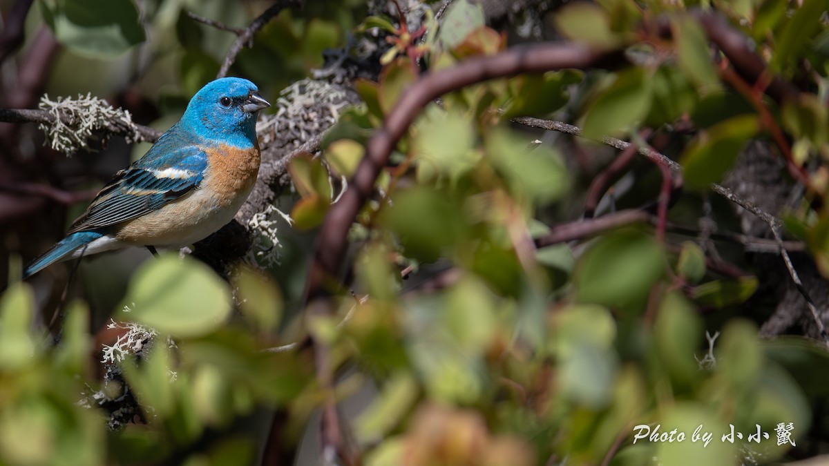 Lazuli Bunting - ML636387062