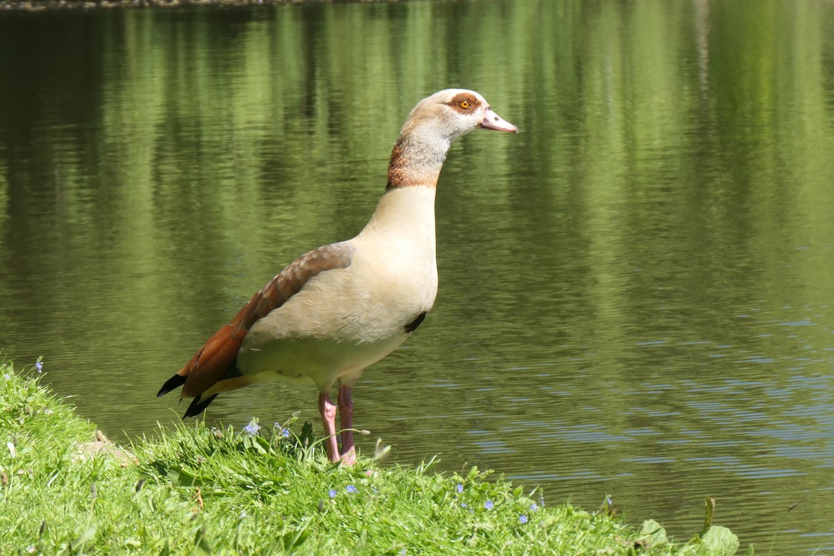 Egyptian Goose - ML636387070