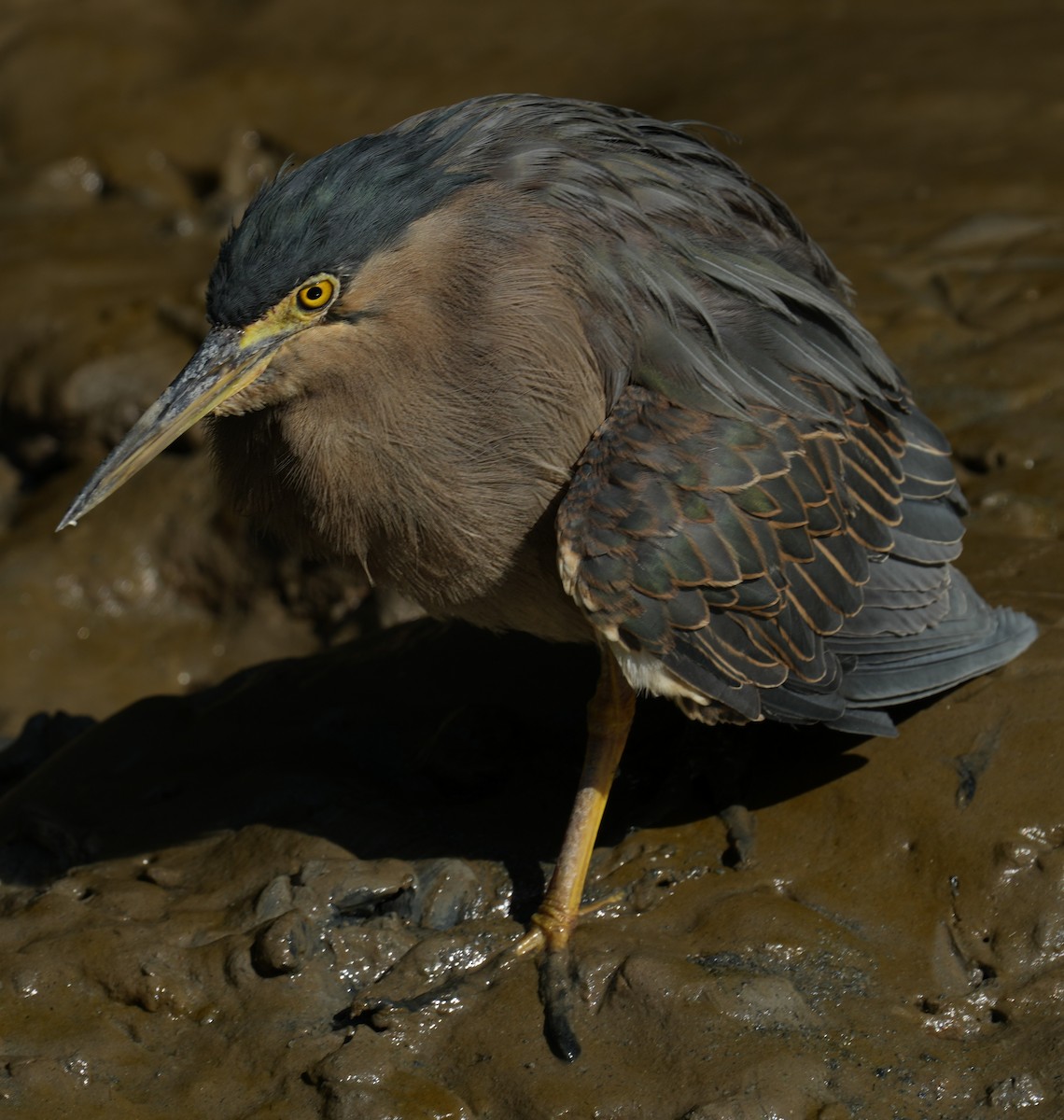 Striated Heron - ML636387124