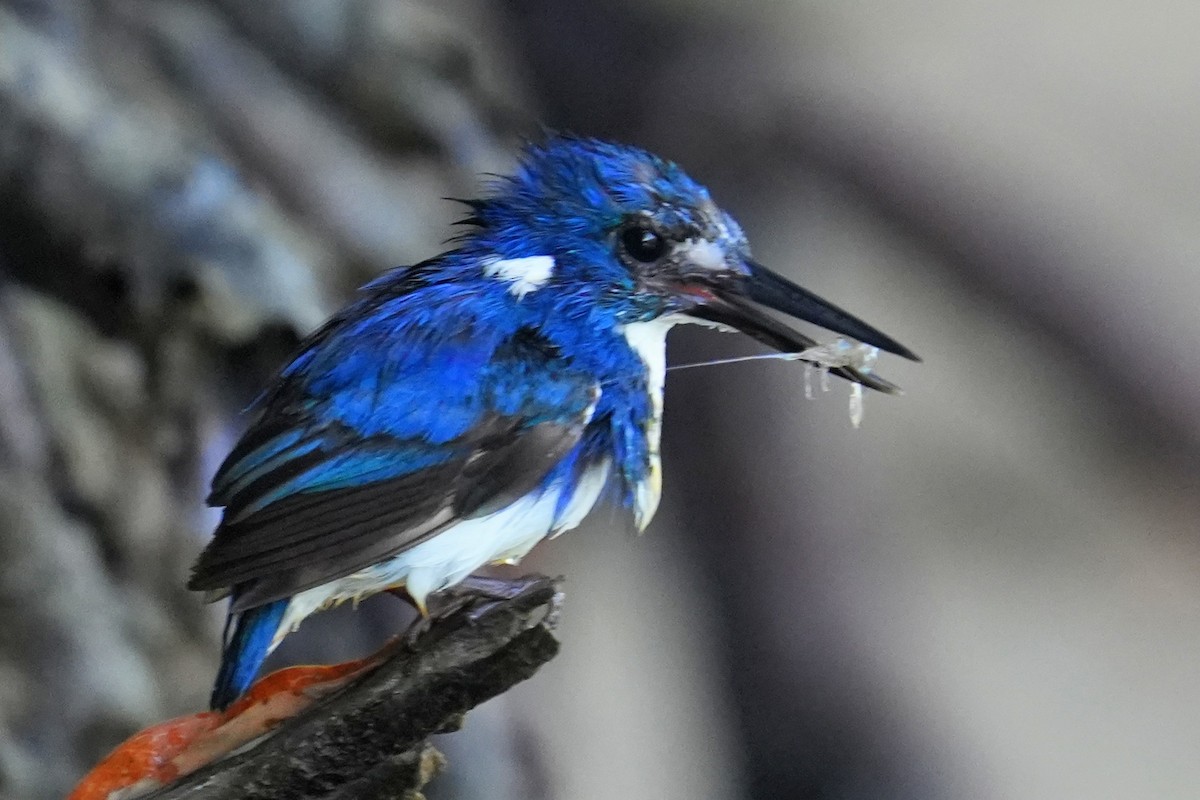 Little Kingfisher - ML636387205