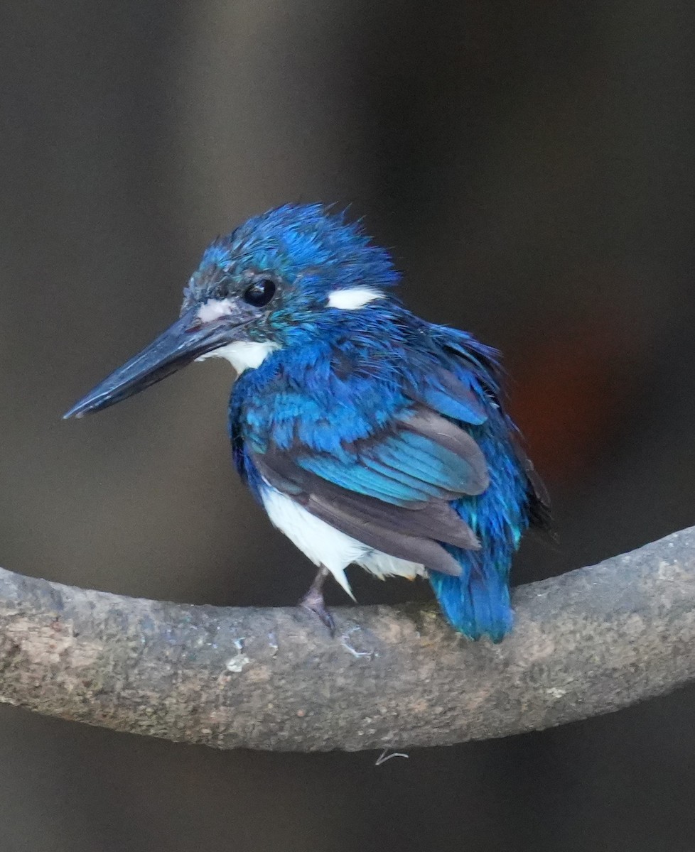 Little Kingfisher - ML636387206