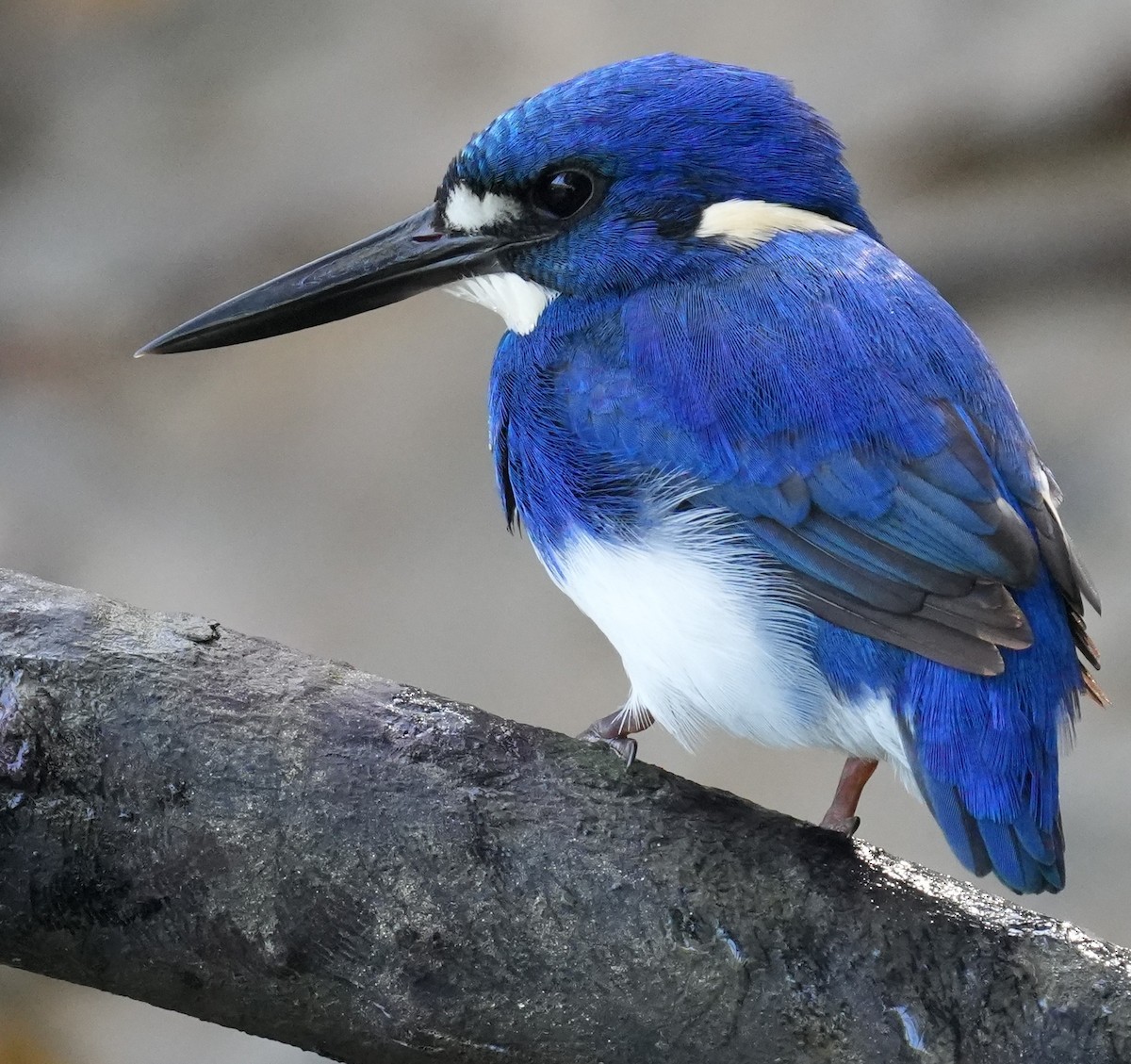 Little Kingfisher - ML636387207