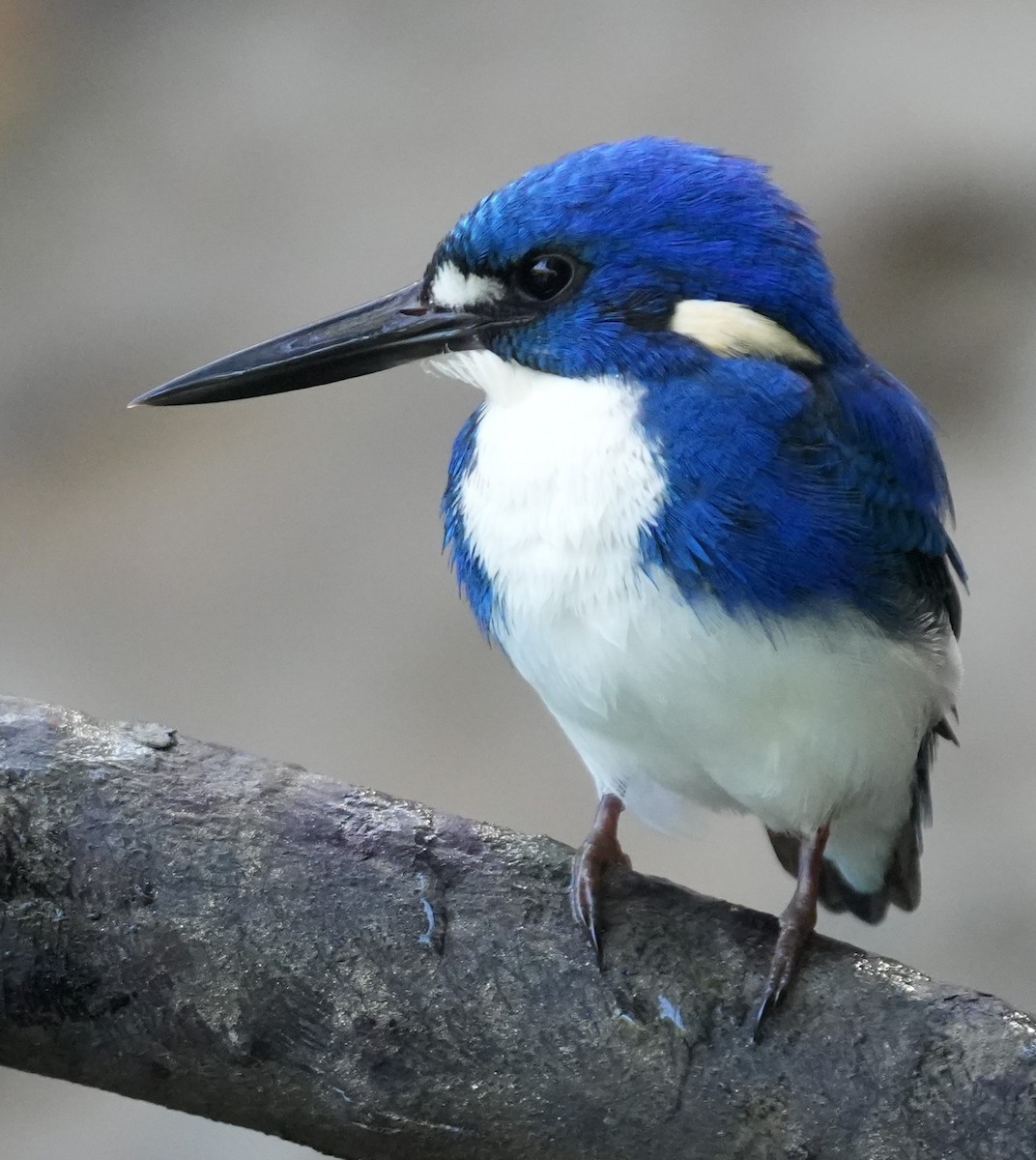 Little Kingfisher - ML636387208