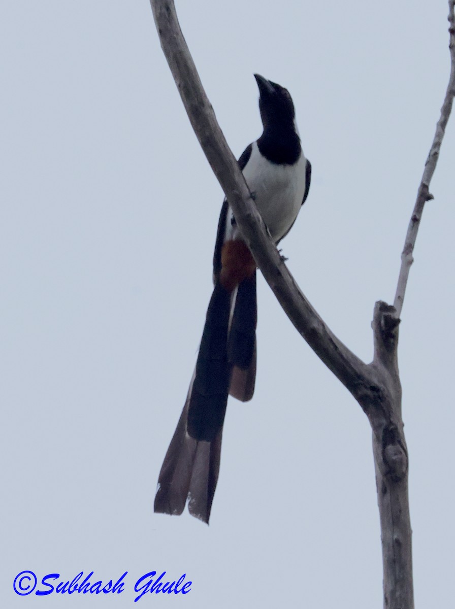 White-bellied Treepie - ML636387224