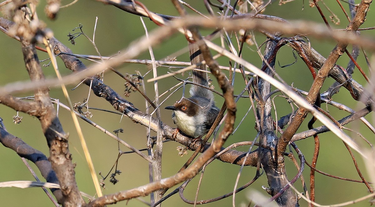 Brown-headed Apalis - ML636387308