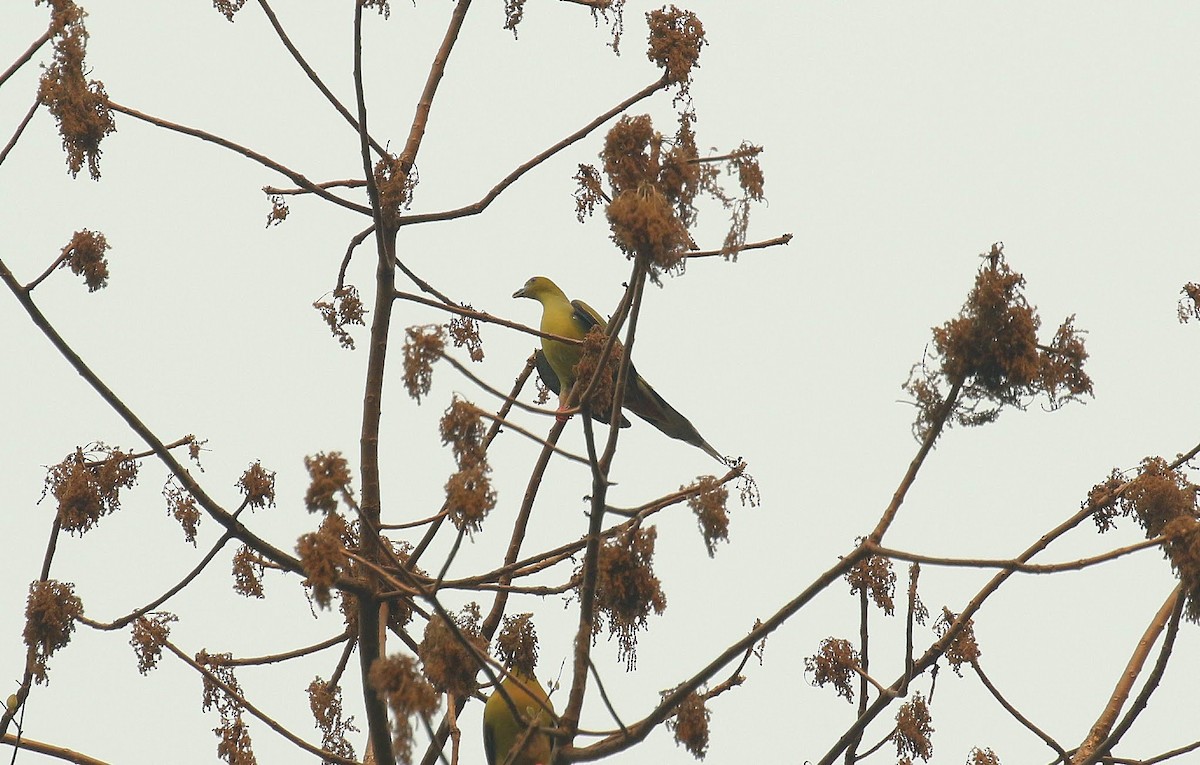 Pin-tailed Green-Pigeon - ML636387323