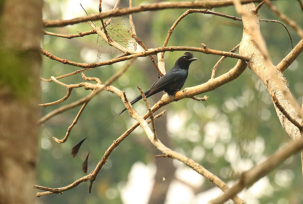 Greater Racket-tailed Drongo - ML636387325