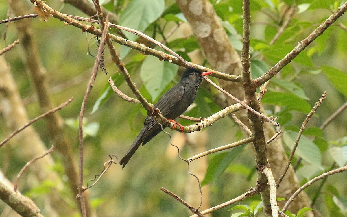 Black Bulbul - ML636387326