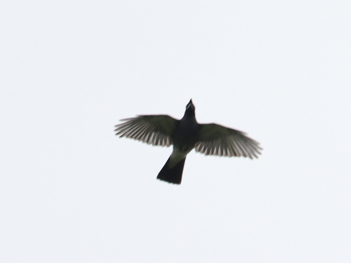 Wallacean Cuckooshrike - ML636387430