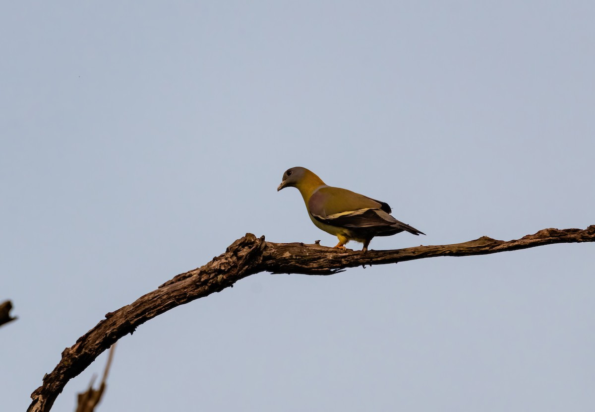 Gray-fronted Green-Pigeon - ML636387510