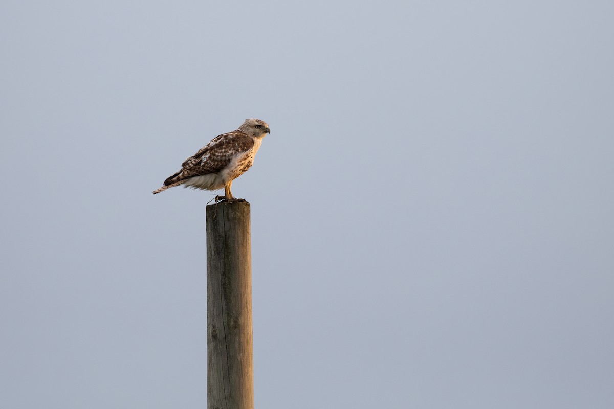 Red-tailed Hawk - ML636387528