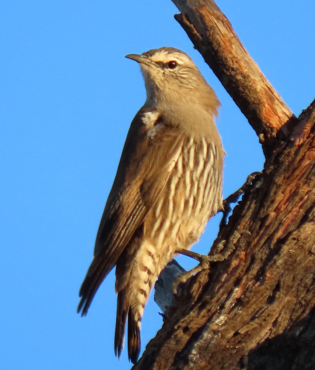 White-browed Treecreeper - ML636387726