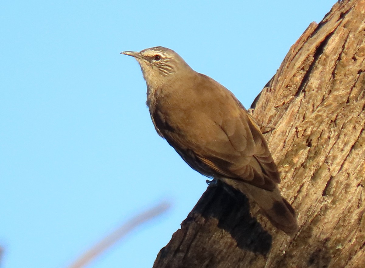 White-browed Treecreeper - ML636387763