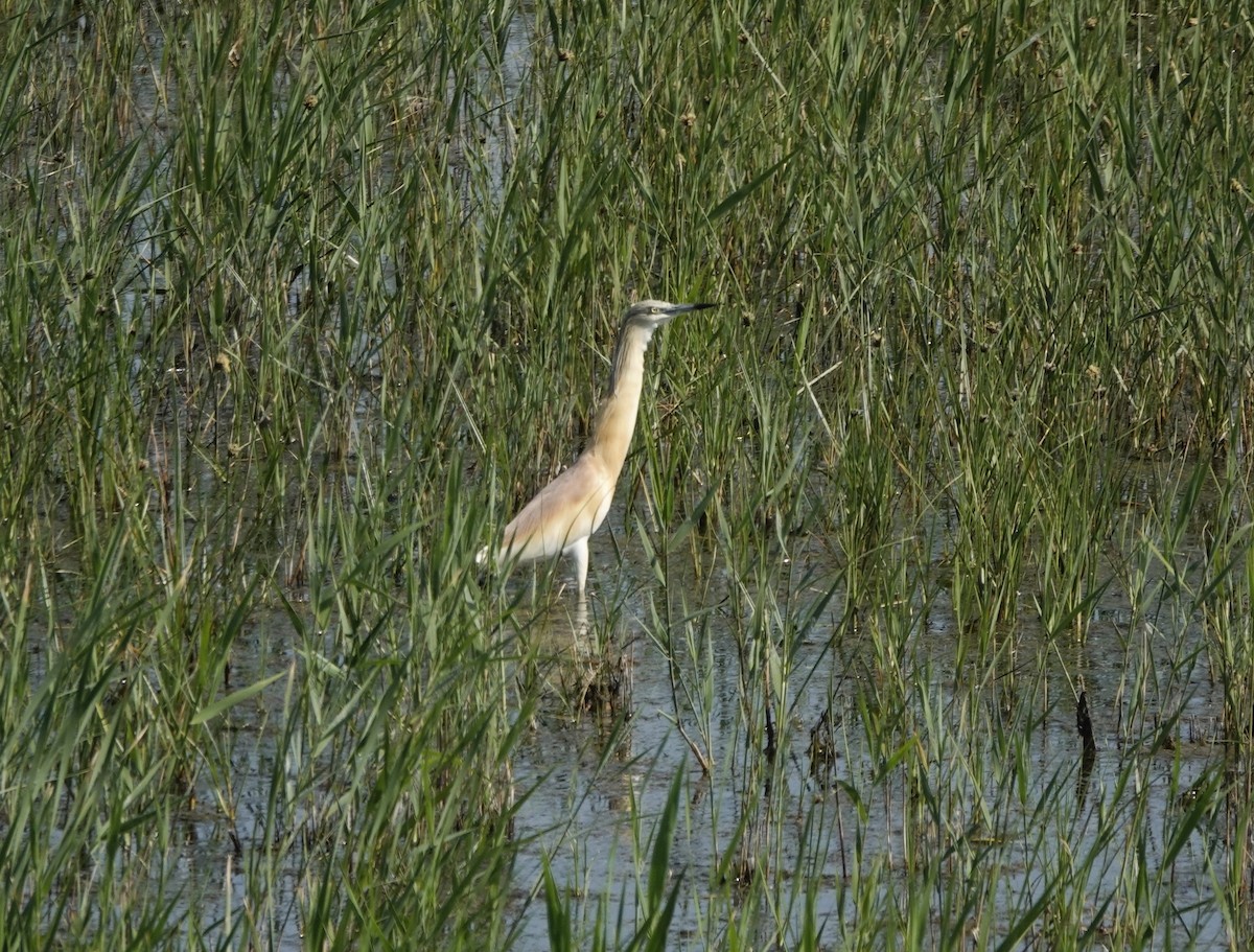 Squacco Heron - ML636387782
