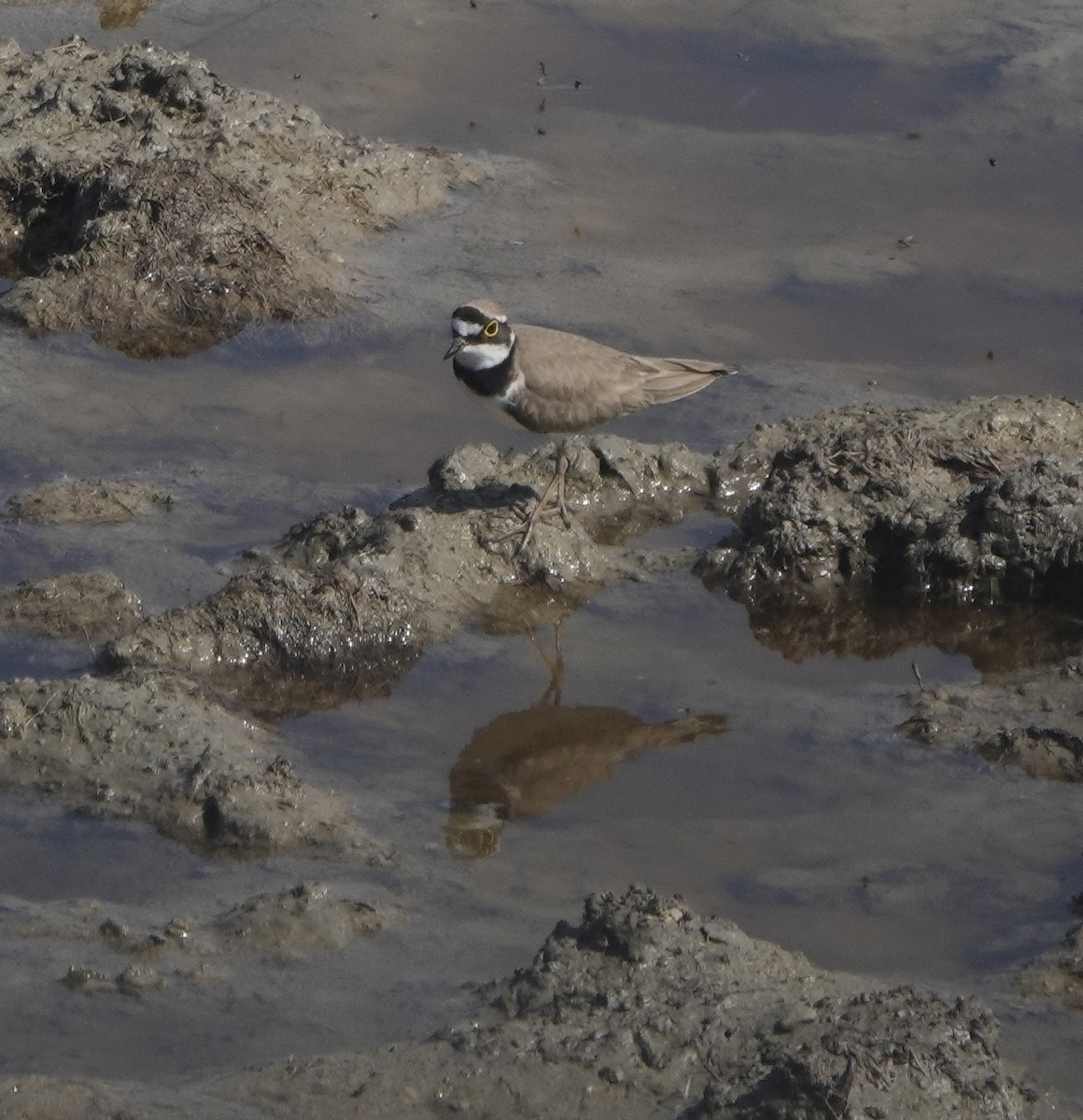 小環頸鴴 - ML636387786