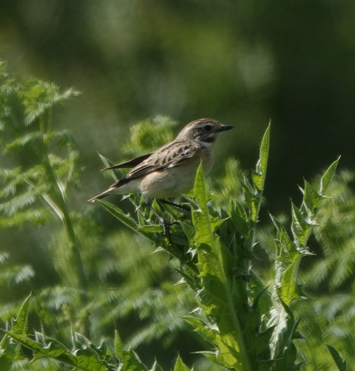Whinchat - ML636387792