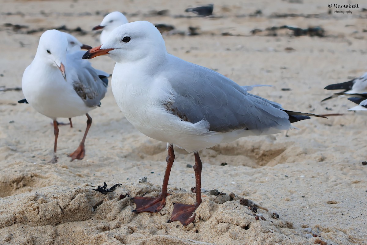 Silver Gull - ML636387911