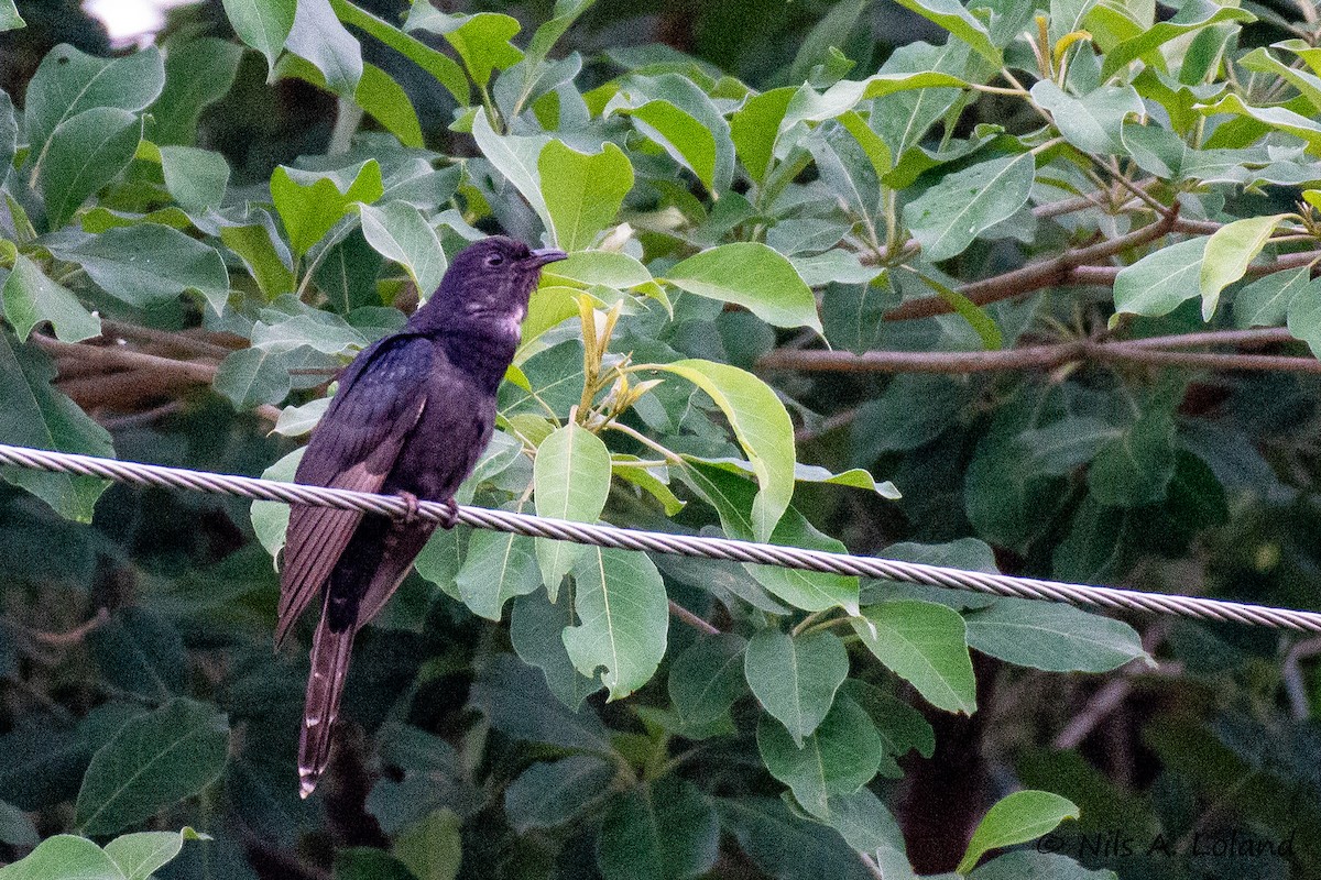 Black Cuckoo - ML636388046