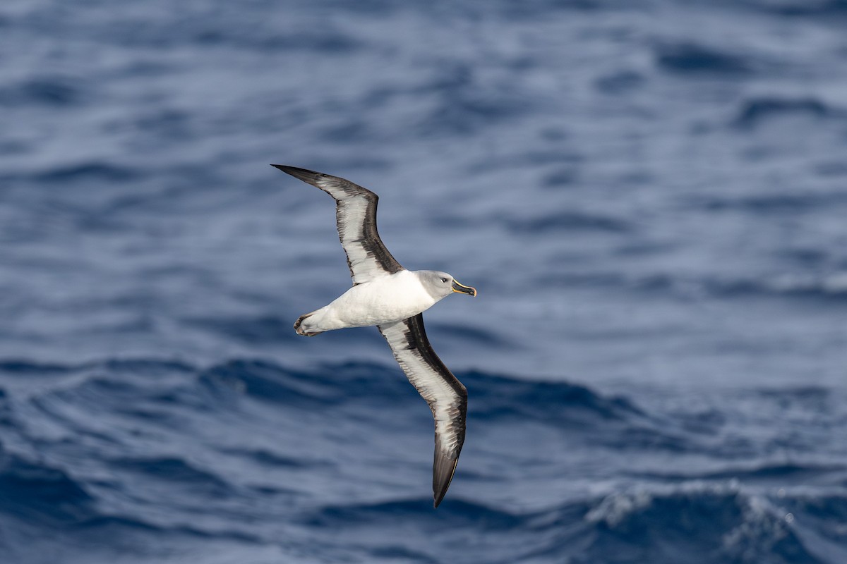 Boz Başlı Albatros - ML636388329