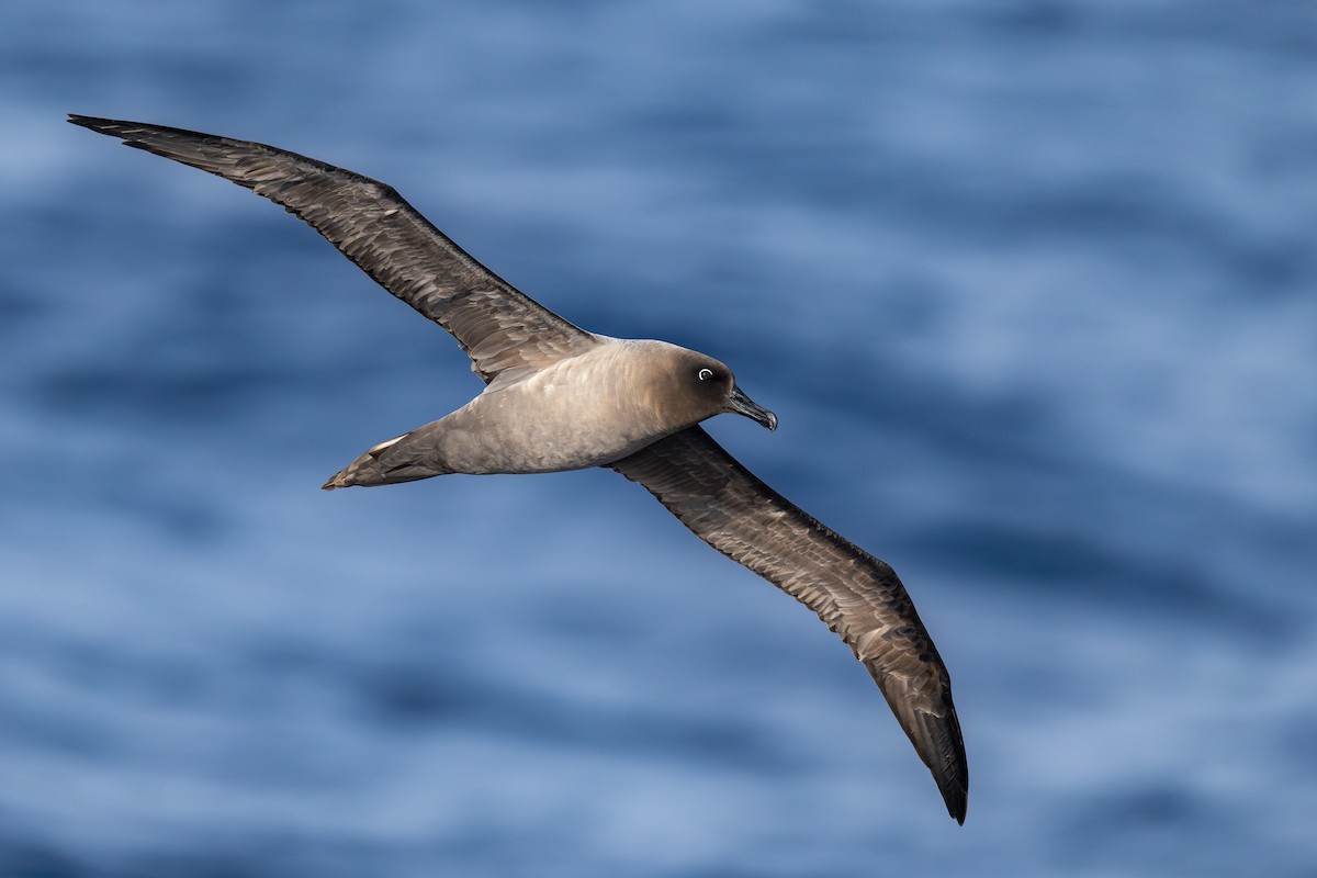 Albatros Tiznado - ML636388351