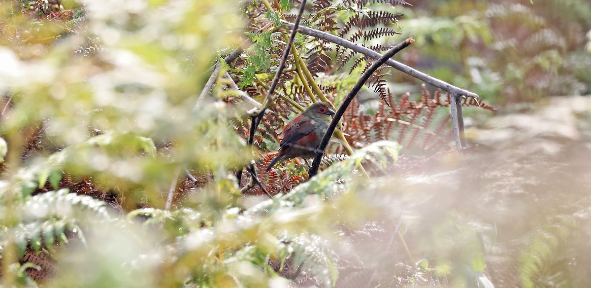 Red-faced Crimsonwing - ML636388400