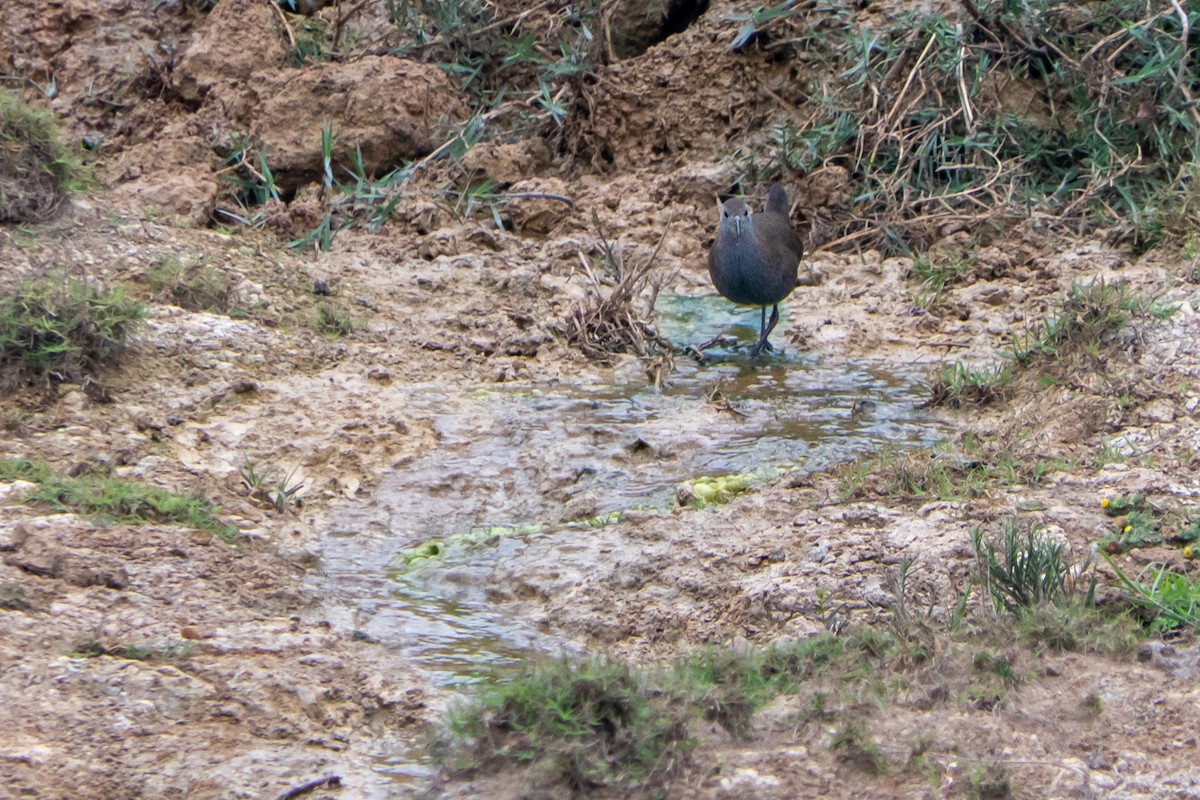 Brown Crake - ML636388437