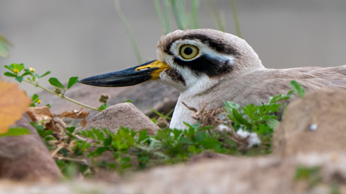 Great Thick-knee - ML636388442