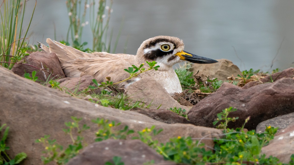 Great Thick-knee - ML636388443