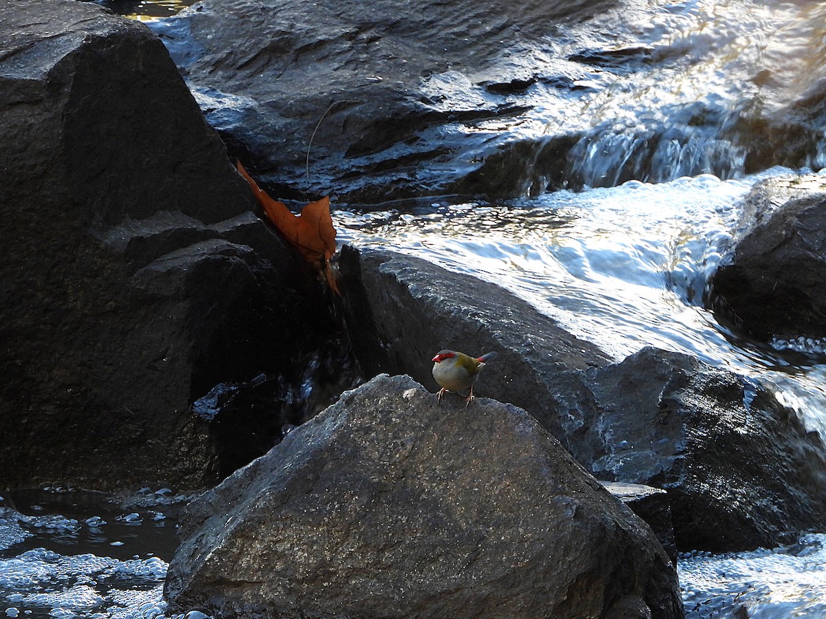 Red-browed Firetail - ML636388444