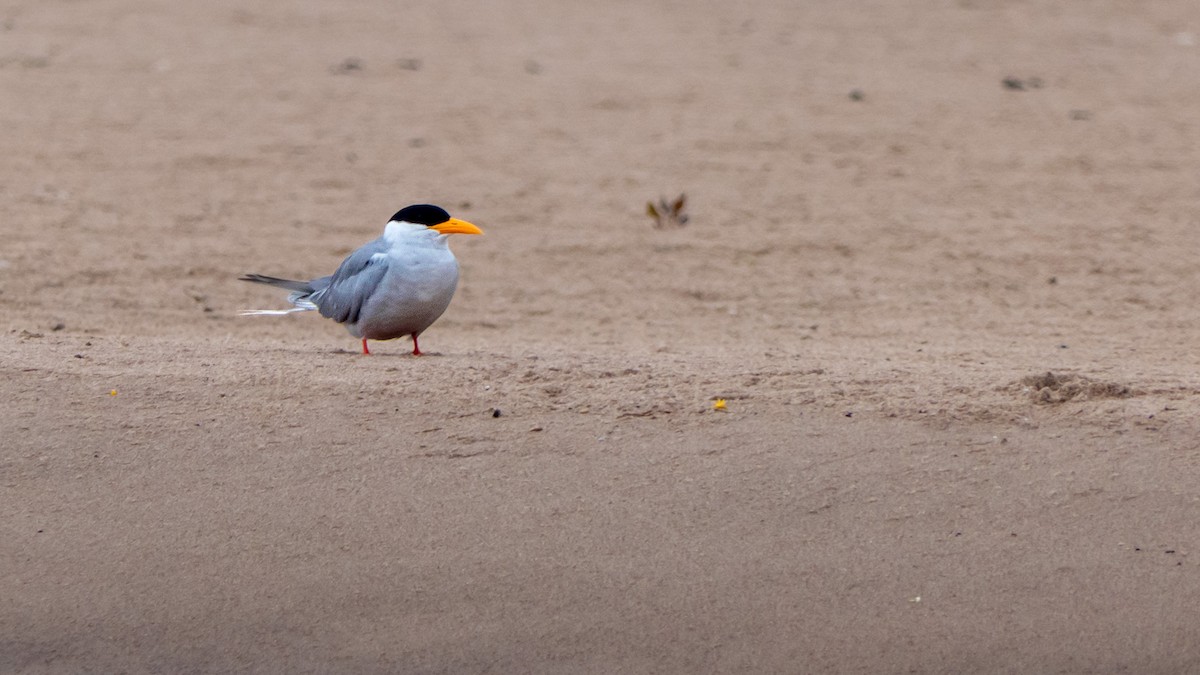 River Tern - ML636388461