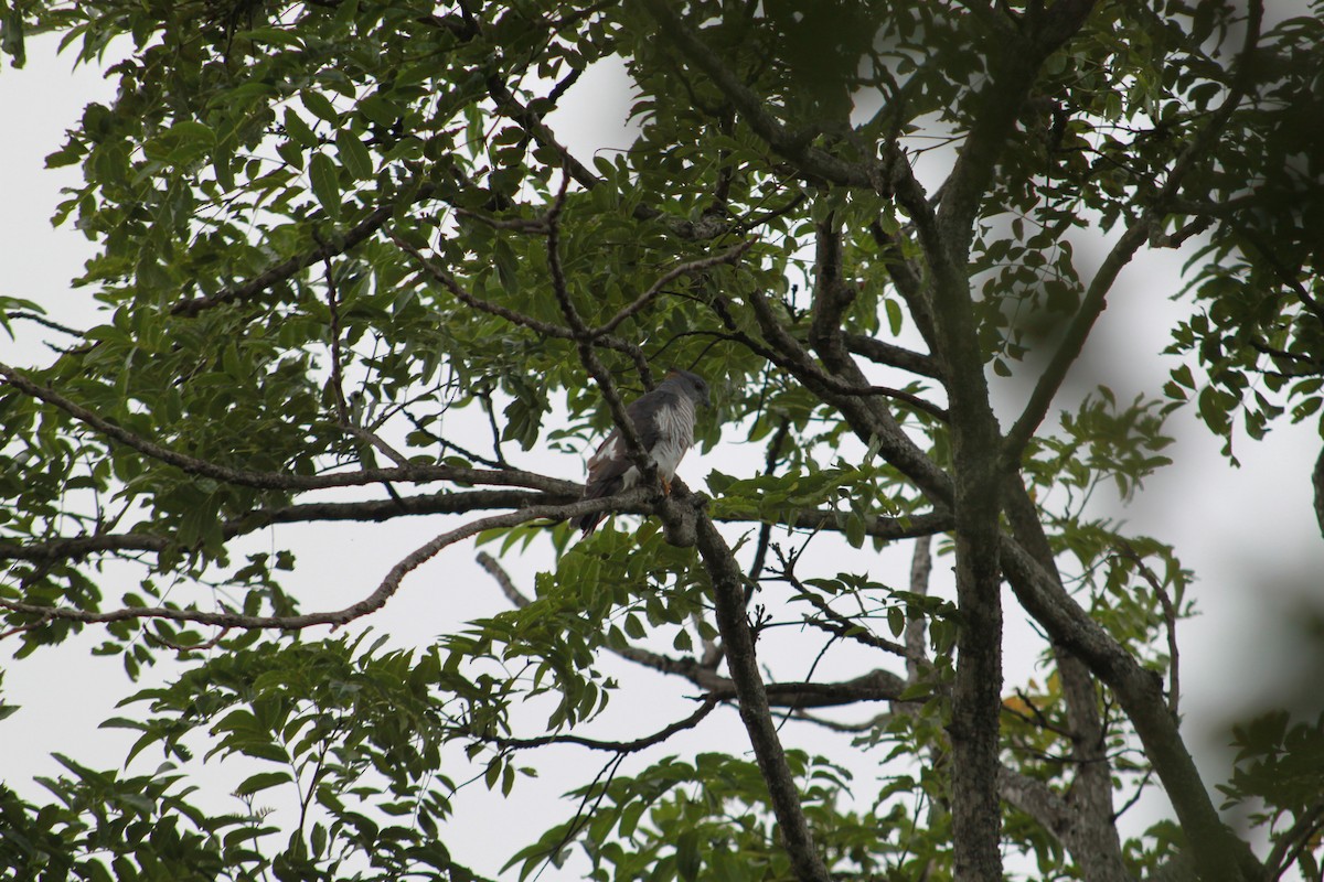 African Cuckoo-Hawk - ML636388552