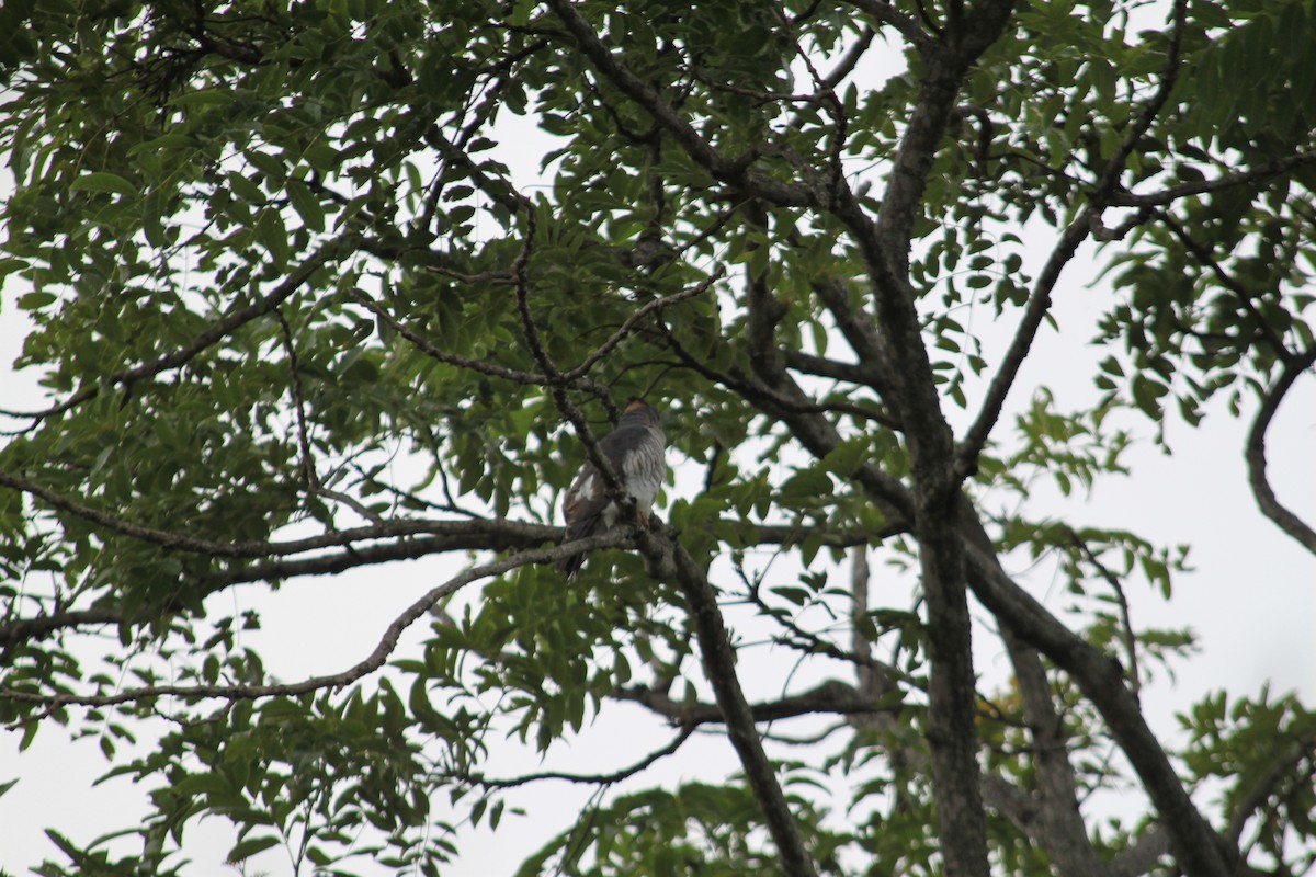 African Cuckoo-Hawk - ML636388553