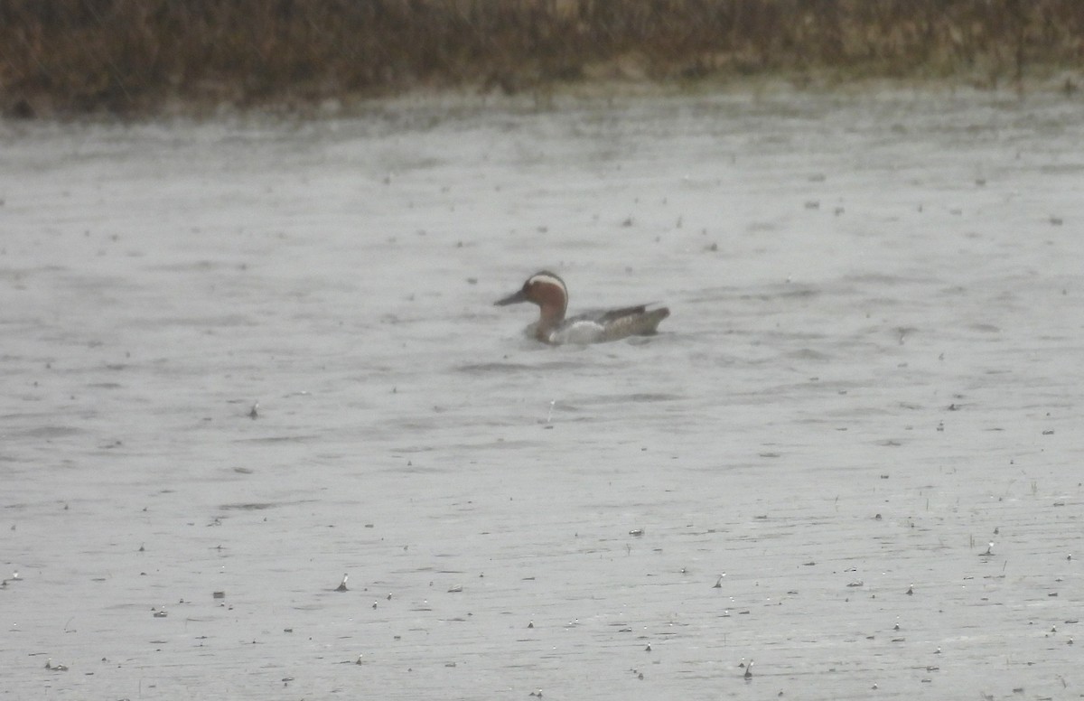 Garganey - ML636388601