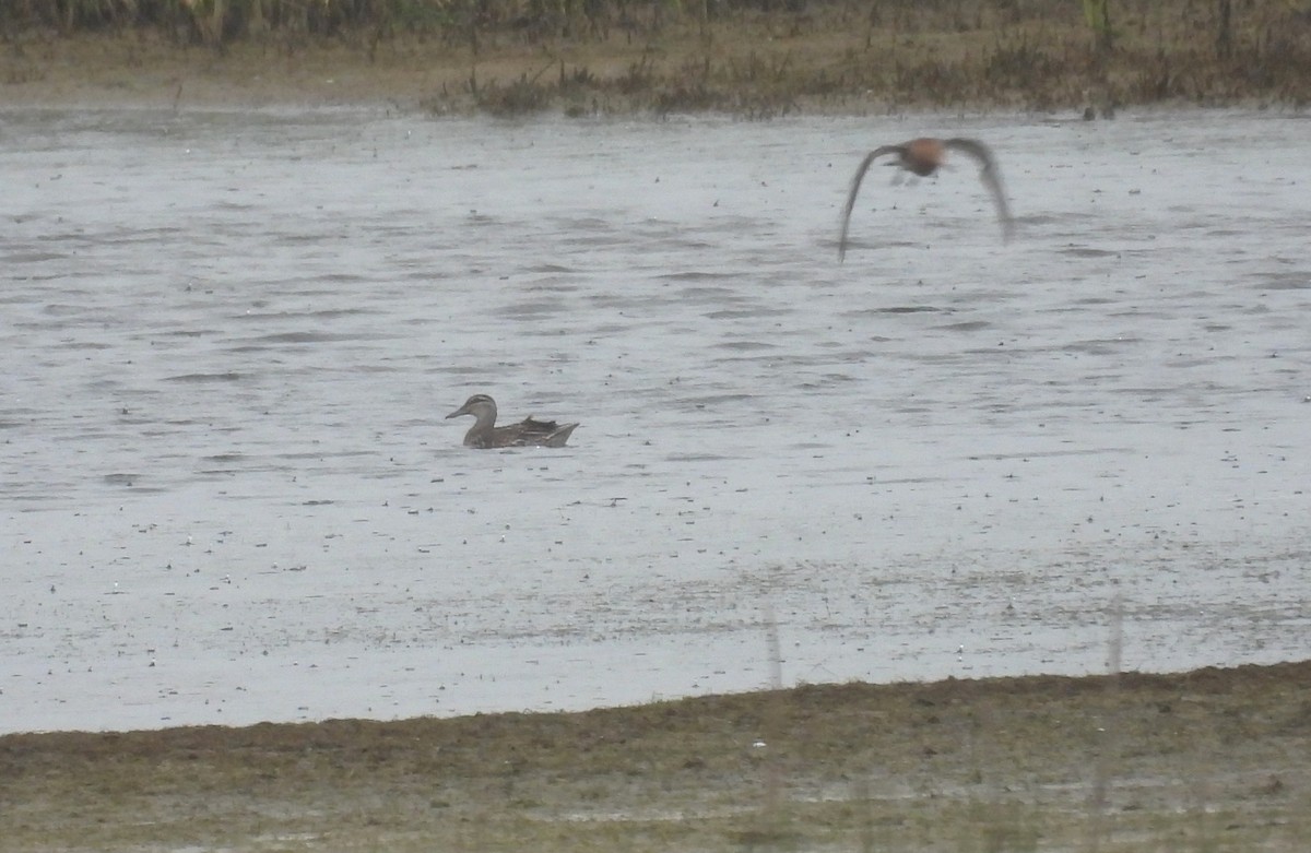 Garganey - ML636388602