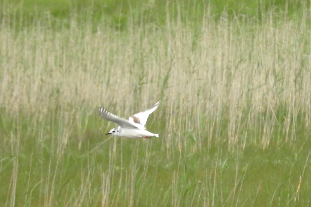 Little Gull - ML636388615